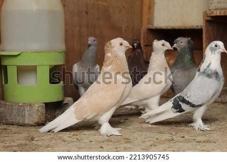 Colored pigeons in a pigeon farm. High quality photo