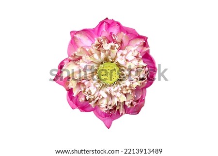 Isolated image of a naturally beautiful pink lotus flower to be used as a background or texture.