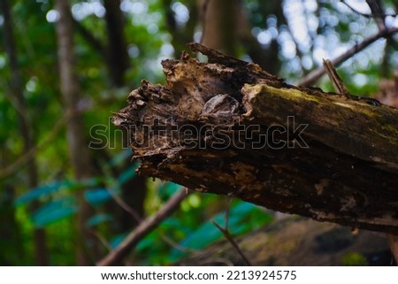 A fallen branch of a tree found near a deep forest in Kerala.