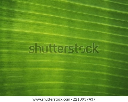 Background of banana leaf from tropical garden.
