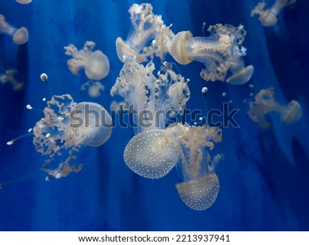 Jellyfish on the open water