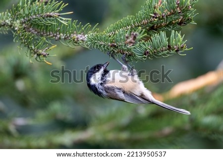 A Black-capped Chickadee on a pine tree in Mississauga, Ontario, Canada