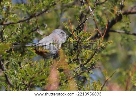 Chestnut-vented tit-babbler bird looking for food in a thorn tree Royalty-Free Stock Photo #2213956893