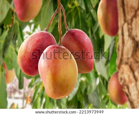 Ripe mango fruits on mango tree. Green foliage at the background. Royalty-Free Stock Photo #2213973949