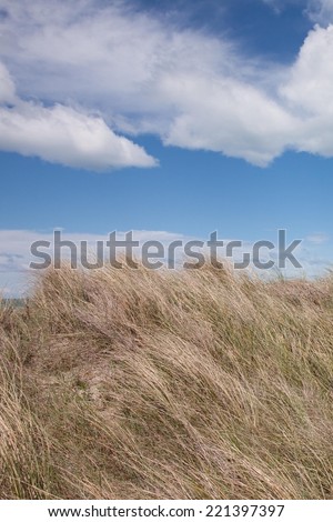dune grasses blowing in the wind during on sand hills at a New Zealand beach 