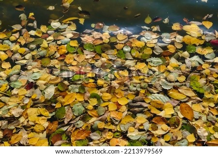 Beautiful Multi-colored autumn leaves on the surface of the river close-up.