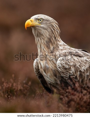 Adult white-tailed eagle in the bog in the autumn