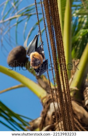 Megachiroptera known as Fruit Bat , Flying fox hanging on a rope tight in-between coronet trees, Golden brown and black color  bat awareness. innocent face with eyes. Color Collector - Sri Lanka