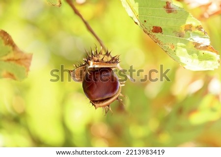 Ripe chestnuts hang from a tree ready to be harvested in spiky shirts.