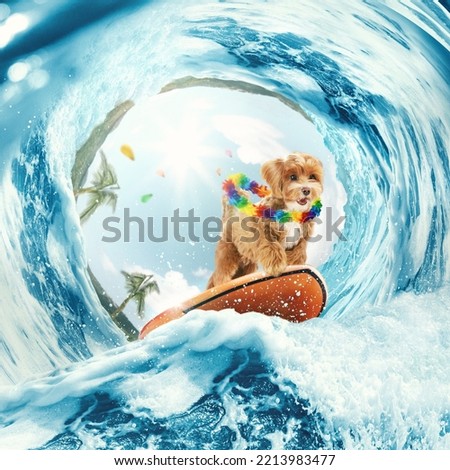 Exotic vacation. Collage with cute maltipoo puppy surfing on wave in ocean or sea on summer holidays with colorful flower chain. Concept of rest, sport, travel, ad, emotions. Animal lifestyle