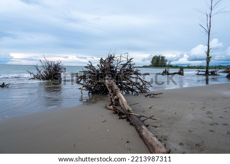 dead wood or tree on the Indonesian beach