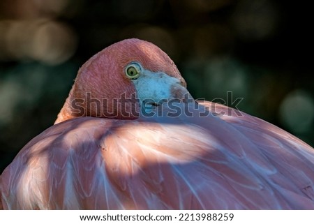 the look of the pink flamingo