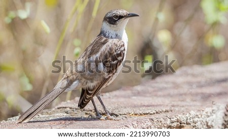 The Galápagos mockingbird (Mimus parvulus)