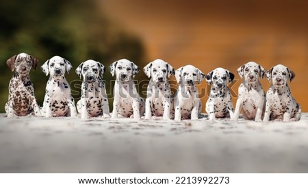 dalmatian dog cute pet portrait Royalty-Free Stock Photo #2213992273
