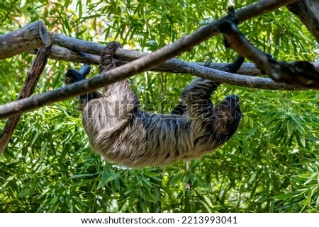 a sloth moves slowly between the branches at Parco Natura Viva