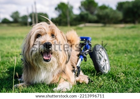 dog with wheelchair resting on the grass. Royalty-Free Stock Photo #2213996711