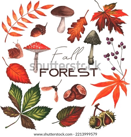Cozy autumn forest watercolor clipart. Foliage, plants, mushrooms and berries fall attributes illustration.	