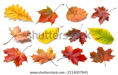 Isolated autumn leaves. Collection of multicolored fallen autumn leaves isolated on white background. Autumn season concept Royalty-Free Stock Photo #2214007845