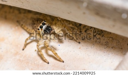 A common jumping spider sitting on earth with blurred background and selective focus. Close up picture of a jumping spider looking in to the camera.