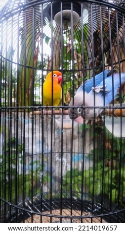 photo of a bird named blue lovebird - jakarta 14 october 2022