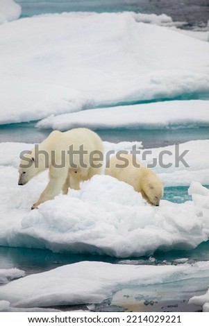Mother polar bear with cub on ice floe in the Viscount Melville Sound, Nunavut, Canada high arctic polar region. Royalty-Free Stock Photo #2214029221