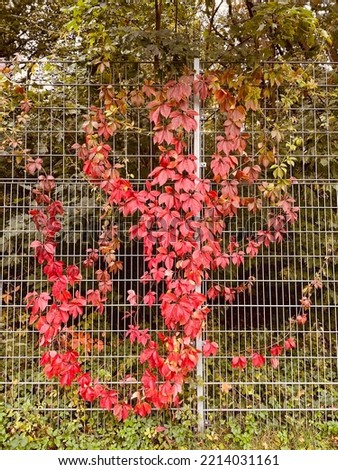 Red and multi-colored leaves. Autumn landscape