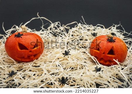 Two carved pumpkins among the hay.  Small black spiders on pumpkins. Halloween pumpkin.