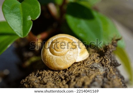 snail on a wooden branch in nature