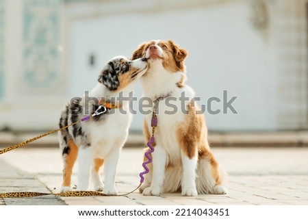 Miniature American Shepherd dogs portrait. Cute dogs at the city walk. Two dogs together