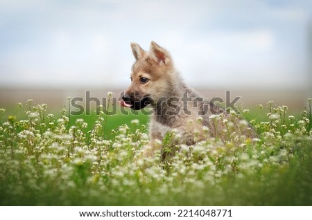czechoslovakian wolfdog walk in nature in spring