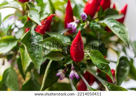 Small ornamental peppers on a tree in a pot. There are small green leaves around.