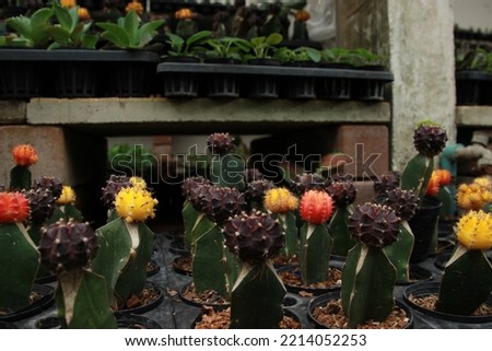 Gymnocalicium variegated, Moon Cactus,colorful Cactus , Graft Cactus garden