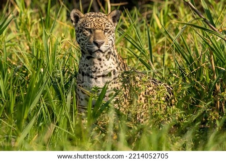 The American jaguar (Panthera onca) is a feline belonging to the genus Panthera. It is the only representative of this genus in America.