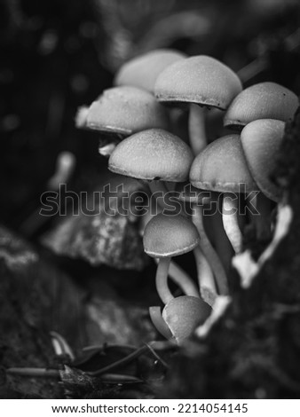 Black and White Mushrooms picture taken in the forest