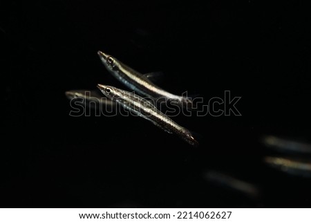 ็Honeystick or Brown pencilfish (Nannostomus eques) in black background