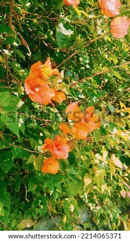 Blooming orange bougenville flowers (bougainvillea) in the morning. The flowers are growing massively becomes a tall trees in the garden. 