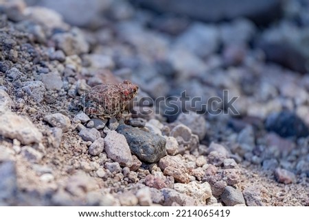 Red-Spotted Toad in an Arroyo