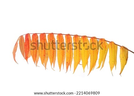 Rhus typhina tree branch with autumn leaves isolated on white background. 
