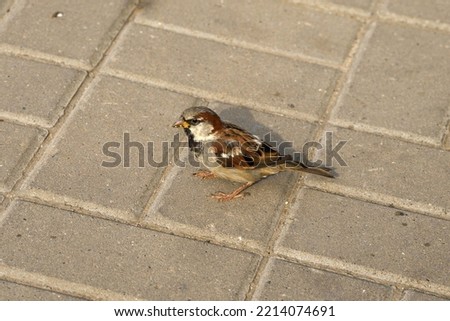 Sparrow on paving slabs close up