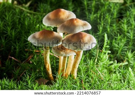 Inedible sulfur tuft or clustered woodlover. Hypholoma fasciculare, sulphur tuft or clustered woodlover. Poisonous mushrooms growing in green moss on fallen tree trunk Royalty-Free Stock Photo #2214076857