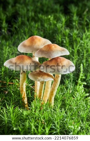 Inedible sulfur tuft or clustered woodlover. Hypholoma fasciculare, sulphur tuft or clustered woodlover. Poisonous mushrooms growing in green moss on fallen tree trunk Royalty-Free Stock Photo #2214076859