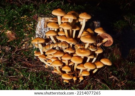  Inedible sulfur tuft or clustered woodlover. Hypholoma fasciculare, sulphur tuft or clustered woodlover. Poisonous mushrooms growing in green moss on fallen tree trunk Royalty-Free Stock Photo #2214077265