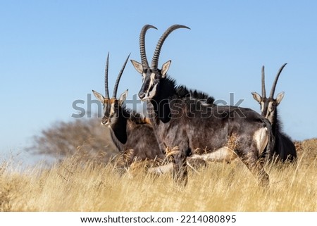 Sable antelope (Hippotragus niger), rare antelope with magnificent horns, South Africa Royalty-Free Stock Photo #2214080895