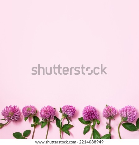 Flowers of Trifolium pratense on pink background. Red clover for treatment symptoms of menopause. Сoncept of nutritional supplements for women's health. Square banner, copy space
