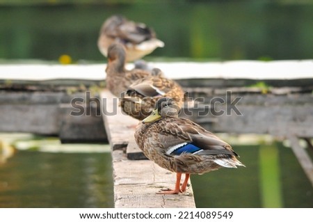 ducks on the lake 2022 in summer