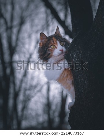 A cute cat with yellow eyes in the wild.