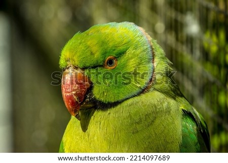 Beautiful Colourful Parrot, feathered friend