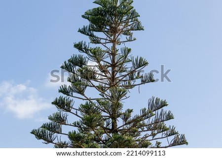 Photograph of a pine tree.