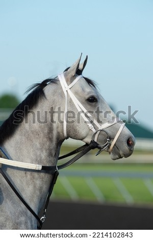 portrait of grey horse purebred thoroughbred at the race track with white racing track practice synthetic bridle with round ringed bit racing martingale english tack young grey thoroughbred race horse Royalty-Free Stock Photo #2214102843