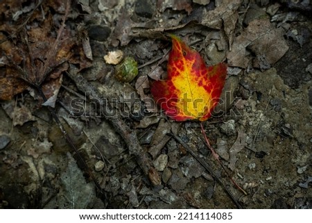 Brightly Colord Leaf On Forest Floor